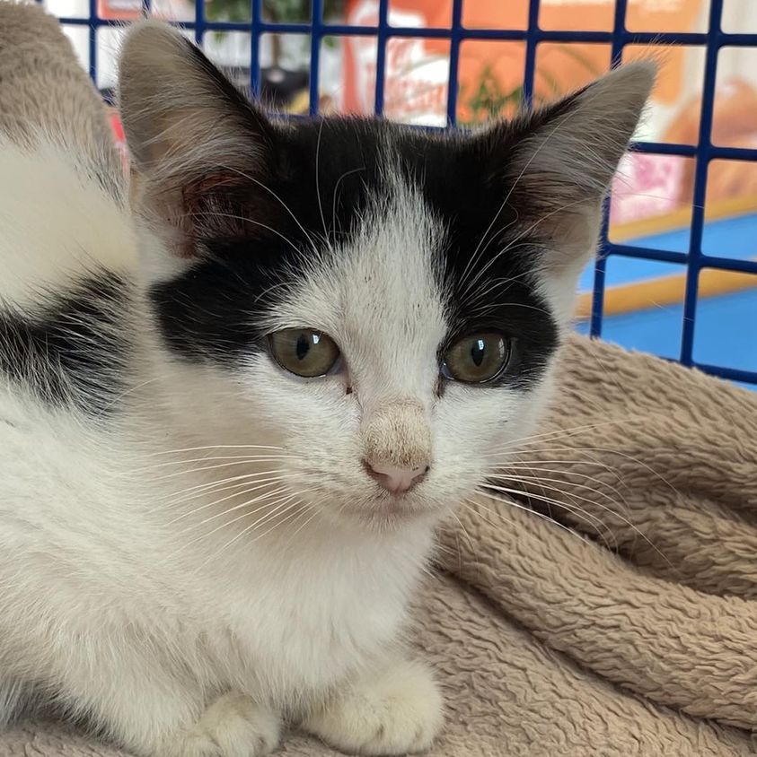 Eight-week-old kitten found dumped in town centre bin