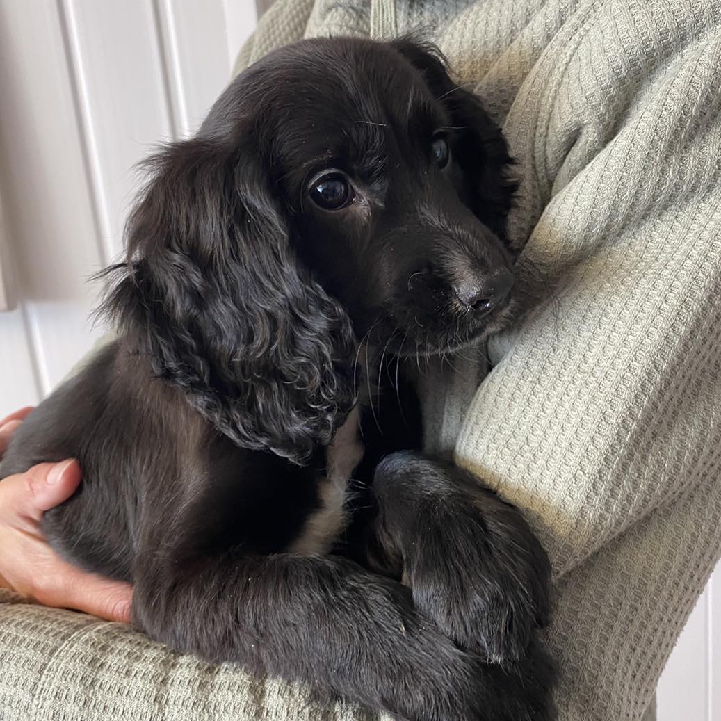 Spaniel puppy with six legs found abandoned in Pembroke Dock