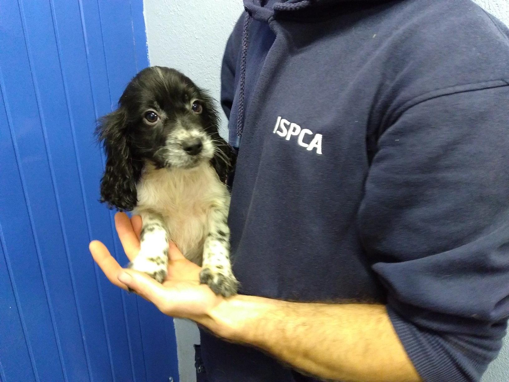 rspca rescue